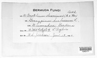 Phakopsora desmium image